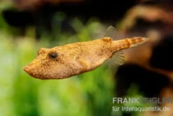 Brauner Kugelfisch, Tetraodon miurus