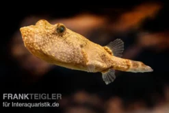 Brauner Kugelfisch, Tetraodon miurus