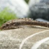 Brauner Ohrgitterharnischwels, Otothyropsis piribebuy/Otocinclus negros