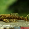 Brauner Paraguay-Antennenwels, L89, Ancistrus tamboensis, 4-5 cm
