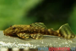 Brauner Paraguay-Antennenwels, L89, Ancistrus tamboensis, 4-5 cm