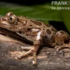 Brauner Rennfrosch, Kassina fusca