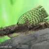 Brauner Schleier-Antennenwels, Ancistrus sp.