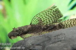 Brauner Schleier-Antennenwels, Ancistrus sp.