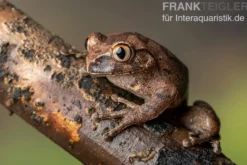 Brauner Waldsteiger, Leptopelis millsoni