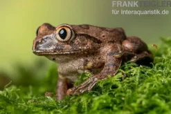 Brauner Waldsteiger, Leptopelis millsoni