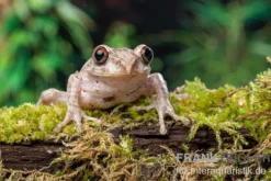Brauner Waldsteiger, Leptopelis millsoni