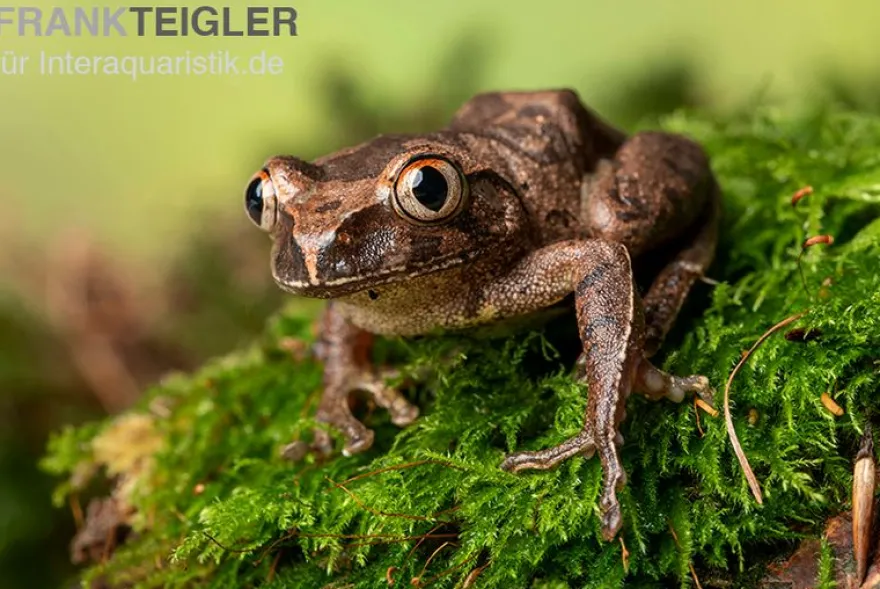 Brauner Waldsteiger, Leptopelis millsoni
