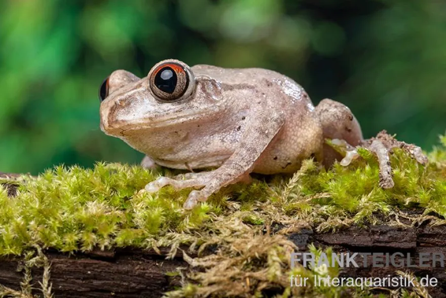 Brauner Waldsteiger, Leptopelis millsoni