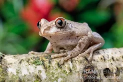 Brauner Waldsteiger, Leptopelis millsoni