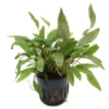 Brauner Wasserkelch, Cryptocoryne wendtii braun, im Topf