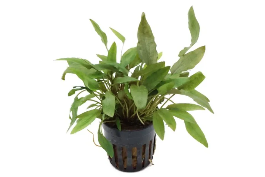 Brauner Wasserkelch, Cryptocoryne wendtii braun, im Topf