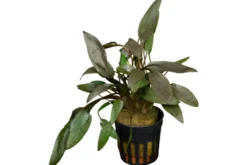Brauner Wasserkelch, Cryptocoryne wendtii braun, im Topf