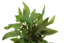 Brauner Wasserkelch, Cryptocoryne wendtii braun, im Topf