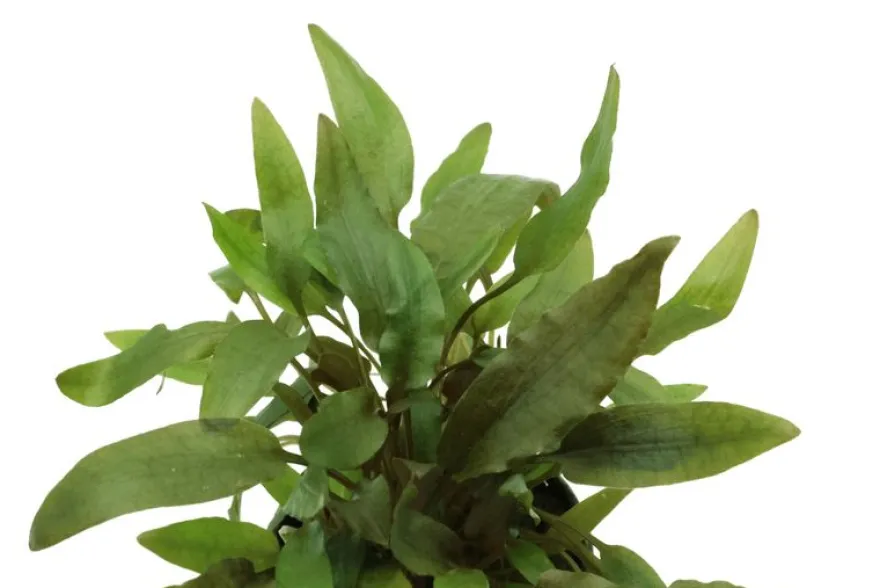Brauner Wasserkelch, Cryptocoryne wendtii braun, im Topf