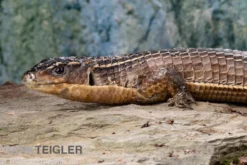 Braune Schildechse, Gerrhosaurus major