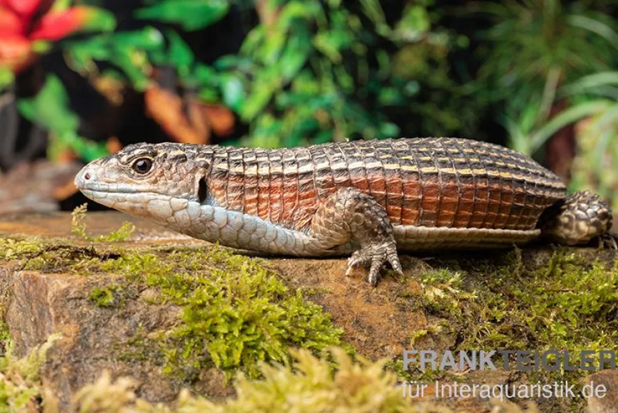 Braune Schildechse, Gerrhosaurus major