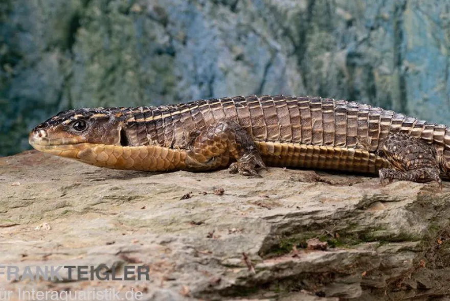 Braune Schildechse, Gerrhosaurus major