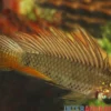 Breitbinden-Zwergbuntbarsch, Apistogramma megaptera, paarweise