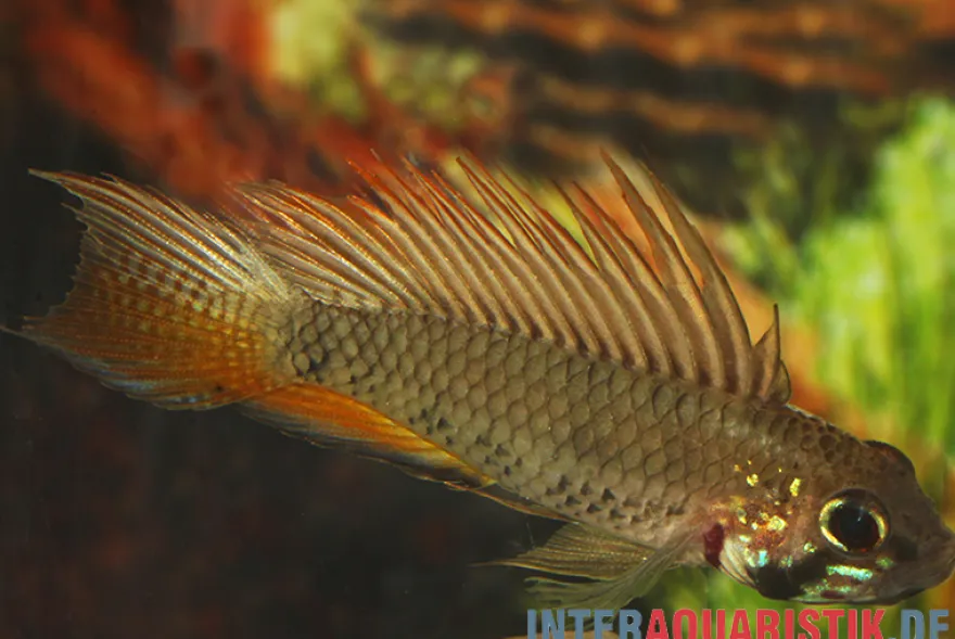 Breitbinden-Zwergbuntbarsch, Apistogramma megaptera, paarweise