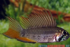 Breitbinden-Zwergbuntbarsch, Apistogramma megaptera, paarweise