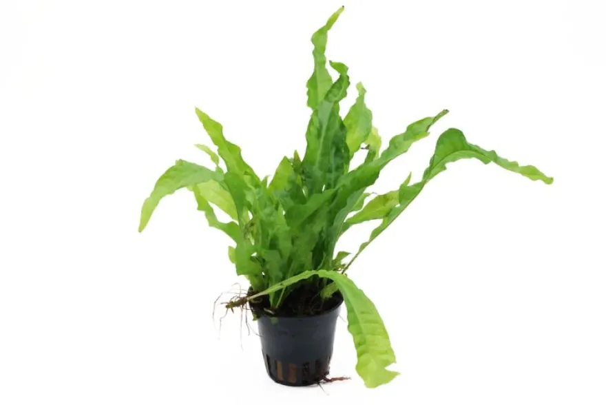 Breitblättriger Javafarn, Microsorum pteropus latifolius, im Topf