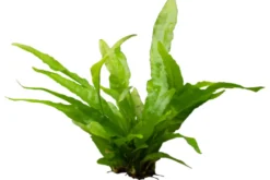 Breitblättriger Javafarn, Microsorum pteropus latifolius, im Topf