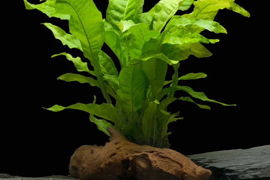 Breitblättriger Javafarn, Microsorum pteropus latifolius, im Topf