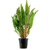 Breitblättriger Wasserkelch, Cryptocoryne undulata, im Topf