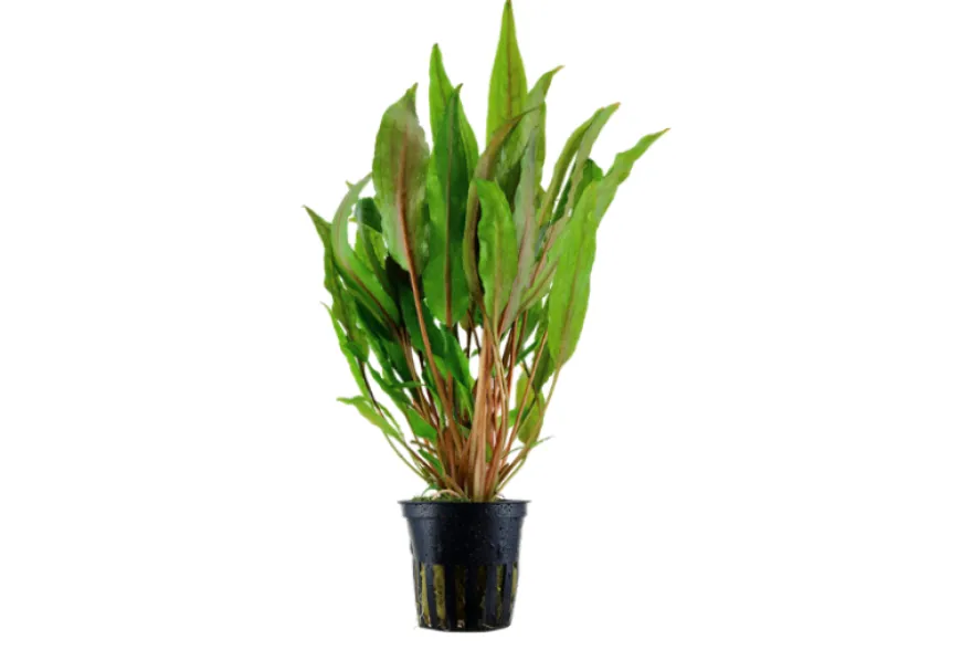 Breitblättriger Wasserkelch, Cryptocoryne undulata, im Topf