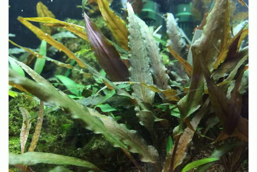 Breitblättriger Wasserkelch, Cryptocoryne undulata, im Topf