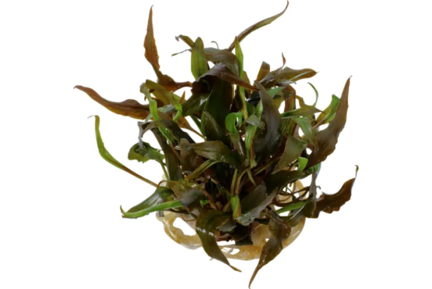 Breitblättriger Wasserkelch, Cryptocoryne undulata, im Topf