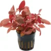 Breitblättriges Papageienblatt, Alternanthera reineckii var. cardinalis, im Topf