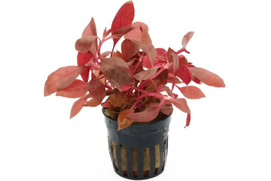 Breitblättriges Papageienblatt, Alternanthera reineckii var. cardinalis, im Topf