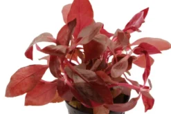 Breitblättriges Papageienblatt, Alternanthera reineckii var. cardinalis, im Topf
