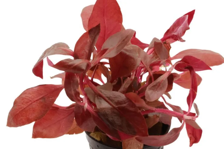 Breitblättriges Papageienblatt, Alternanthera reineckii var. cardinalis, im Topf