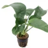 Breitblättriges Speerblatt, Anubias barteri, XL-Topf, Mutterpflanze