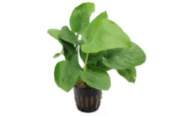 Breitblättriges Speerblatt, Anubias barteri, XL-Topf, Mutterpflanze