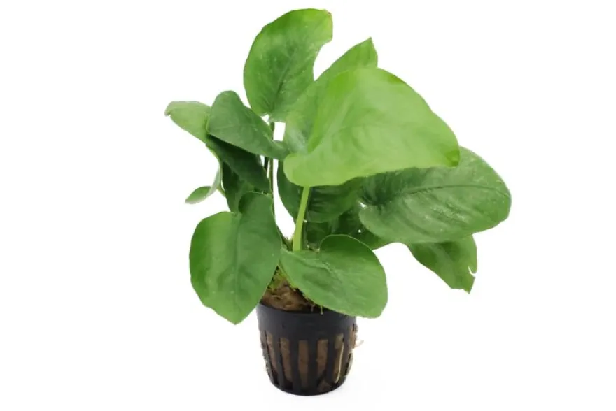 Breitblättriges Speerblatt, Anubias barteri, XL-Topf, Mutterpflanze