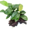 Breitblättriges Speerblatt, Anubias barteri auf Wurzel, ca. 17 x 8 x 15 cm