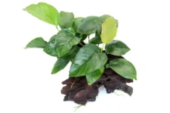 Breitblättriges Speerblatt, Anubias barteri auf Wurzel, ca. 17 x 8 x 15 cm