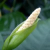 Breitblättriges Speerblatt, Anubias barteri, im Topf