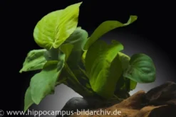 Breitblättriges Speerblatt, Anubias barteri, im Topf