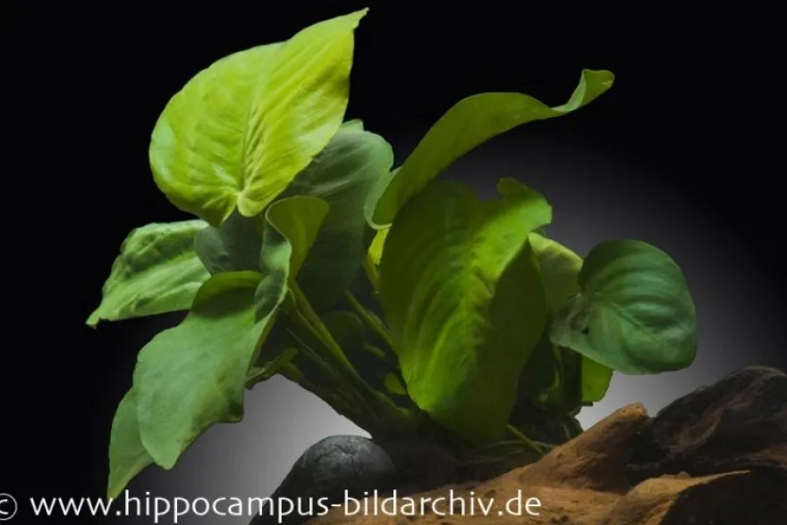 Breitblättriges Speerblatt, Anubias barteri, im Topf