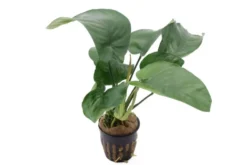 Breitblättriges Speerblatt, Anubias barteri, im Topf