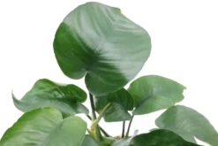 Breitblättriges Speerblatt, Anubias barteri, im Topf