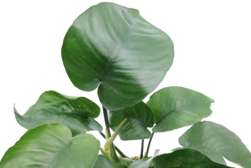 Breitblättriges Speerblatt, Anubias barteri, im Topf