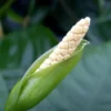 Breitblättriges Speerblatt, Anubias barteri, XXL-Topf, Mutterpflanze