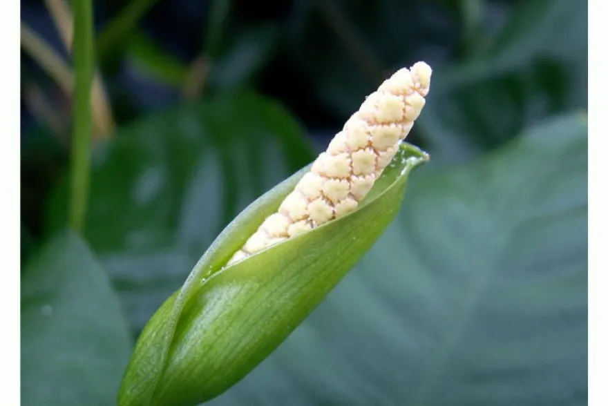Breitblättriges Speerblatt, Anubias barteri, XXL-Topf, Mutterpflanze