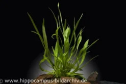 Breitblättrige Zwergschwertpflanze, Echinodorus latifolius/xingu, im Topf